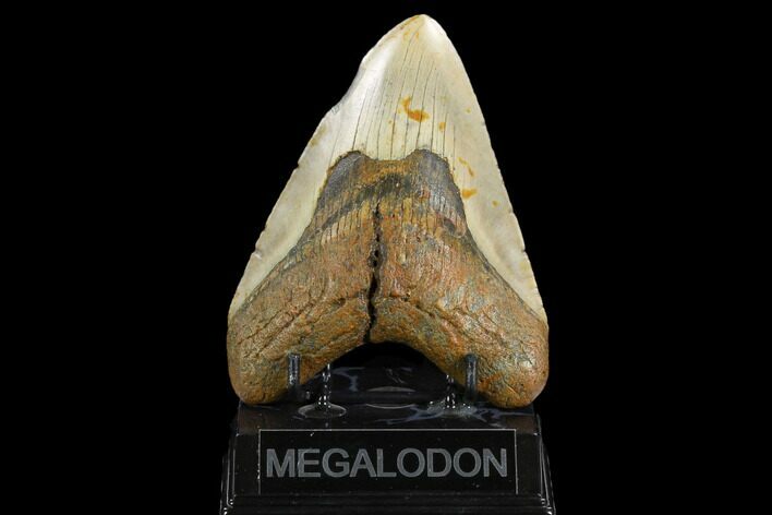 Fossil Megalodon Tooth - North Carolina #124350